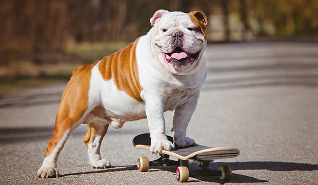 bigstock-english-bulldog-on-a-skateboar-87356165