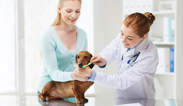 bigstock-medicine-pet-animals-health-99928130