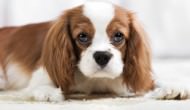 Top 12 Cutest Small Dog Breeds