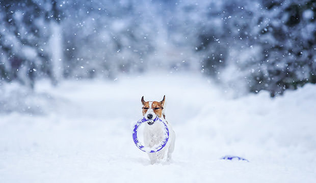 bigstock-Jack-Russell-Dog-Outdoors-In-W-79079443