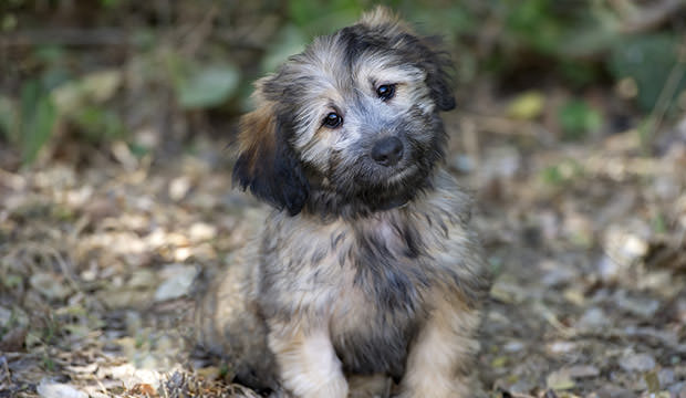 bigstock-Puppy-Cute-Curious-Happy-Fluff-88548470
