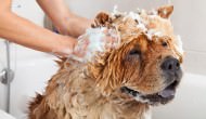 Can I Use Human Soaps And Shampoos On My Dog?