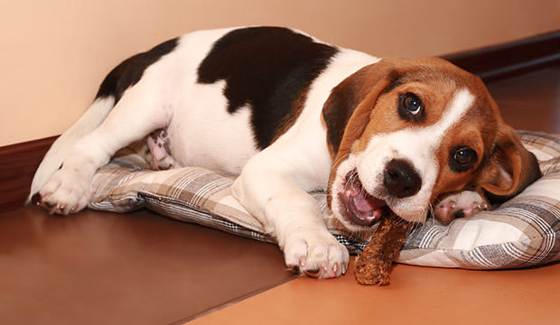 bigstock-Beagle-Puppy-Lying-And-Chews-A-30270836