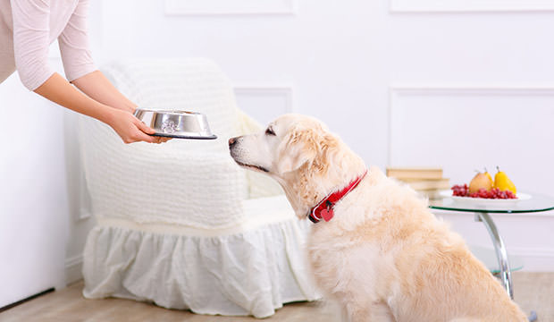 bigstock-Caring-woman-feeding-the-dog-109741988