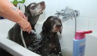 Can I Use Human Soaps And Shampoos On My Dog? (Part 2)