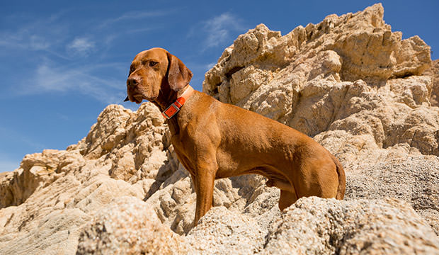 bigstock-Golden-Dog-With-Cliff-In-Backg-71512033