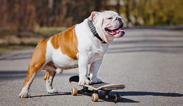 bigstock-english-bulldog-dog-on-a-skate-107581469