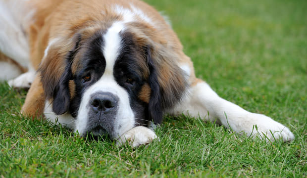 Top 12 Most Loyal Dog Breeds - Dog Notebook