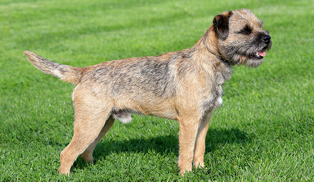 bigstock-Border-Terrier-On-A-Green-Gras-52628995