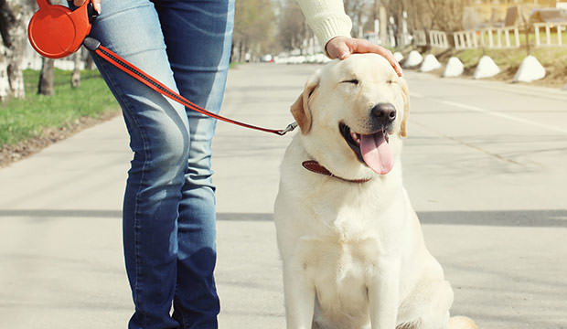 This happy labrador retriever is a perfect companion for loners
