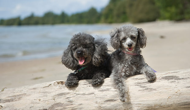 bigstock-Poodles-Hanging-Out-At-The-Bea-3947453