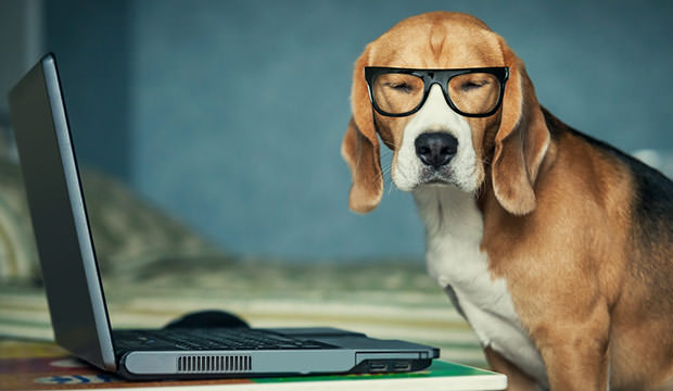 bigstock-Sleepy-beagle-dog-in-funny-gla-59457608