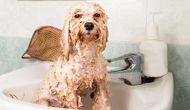 bigstock-Wet-poodle-puppy-taking-bath-i-96792530