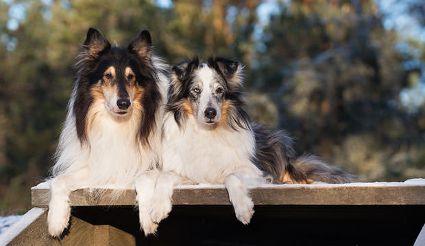 bigstock-two-rough-collie-dog-lying-dow-113170529