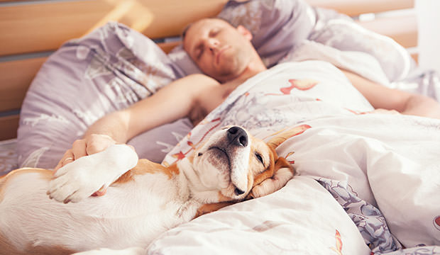 bigstock-beagle-dog-sleep-with-his-owne-100703525