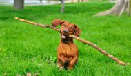3 Simple Ways To Calm A Hyperactive Dog According To Cesar Millan