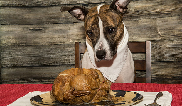 bigstock-begging-for-a-holiday-feast-109544150