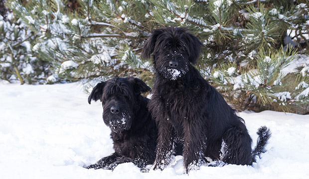 bigstock-pair-of-schnauzer-dog-on-snow-113669564