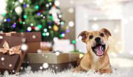 5 Perfect Christmas Gifts For Your Dog