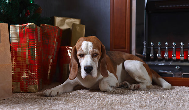 bigstock-a-lone-beagle-on-the-carpet-wi-158670338