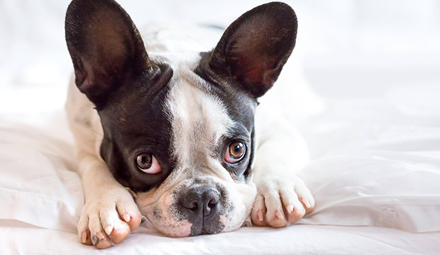 bigstock-adorable-french-bulldog-puppy-51299002