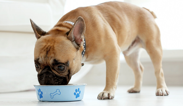 bigstock-cute-dog-eating-food-159911177