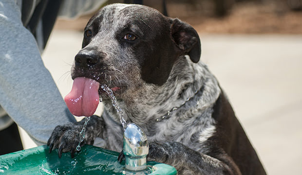 bigstock-dog-drinking-from-fountain