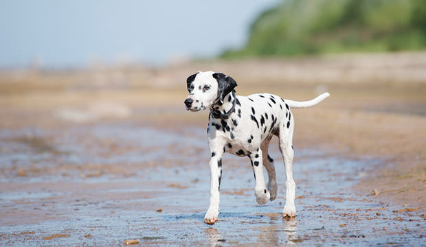 Lone dalmatian on the beach