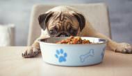 Dog Equipment 101: Food And Water Bowls