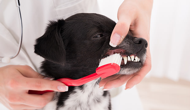Dog's Teeth