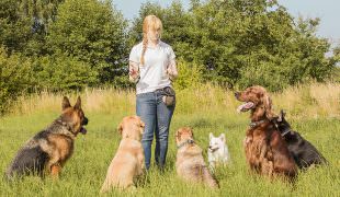 How to find a good dog trainer