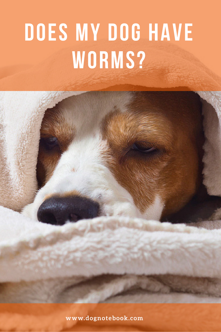 Does My Dog Have Worms? Dog Notebook