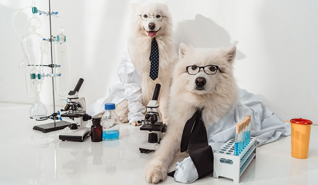 Dog DNA Testing - What You Should Know