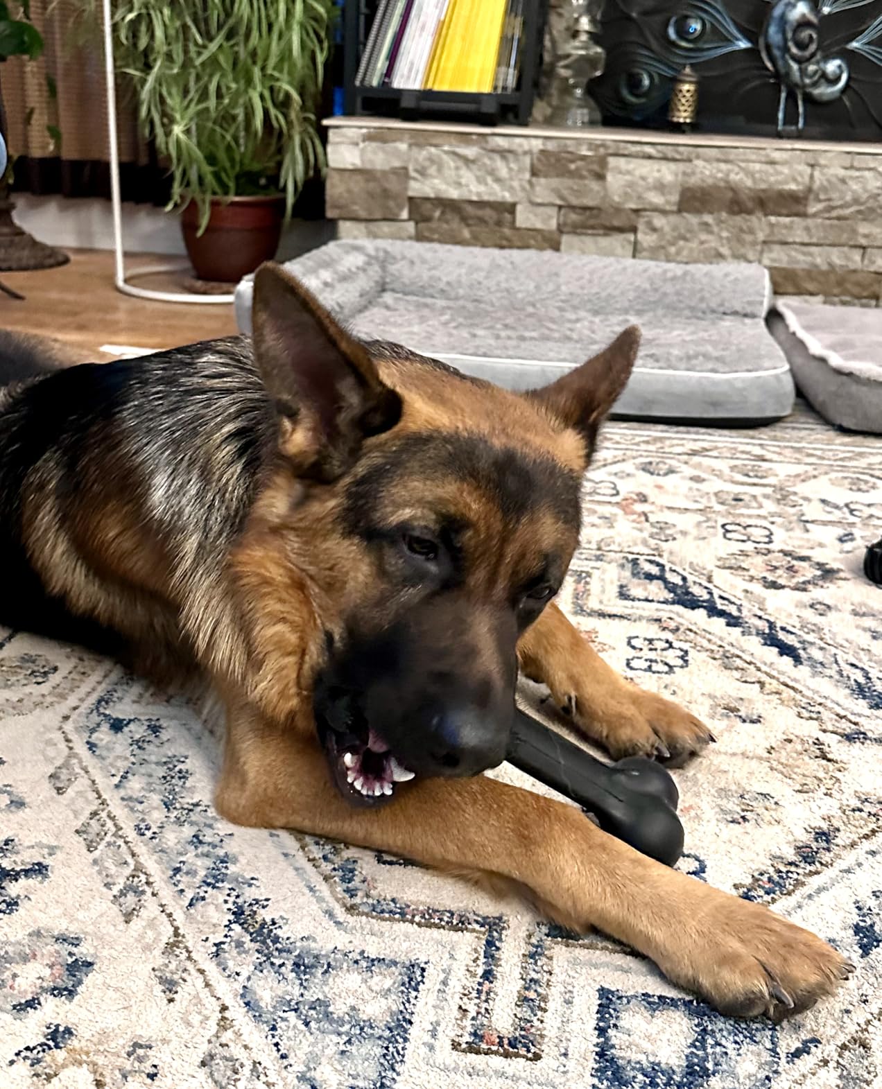KONG Extreme Goodie Bone, Durable Natural Rubber, Black, for Medium Dogs | Made from KONG's Most Durable Natural Rubber for Power Chewers, with Goodie Gripper Ends That Hold Treats customer photo 1