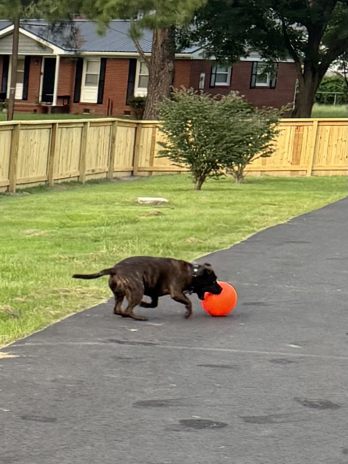 Doggie Dooley Virtually Indestructible Dog Ball - 10 Inch Hard Plastic Interactive Dog Toy for Large Breeds Over 45+ lbs - Built for Herding & Push Play - Floats in Water, Made in USA - Red customer photo 1