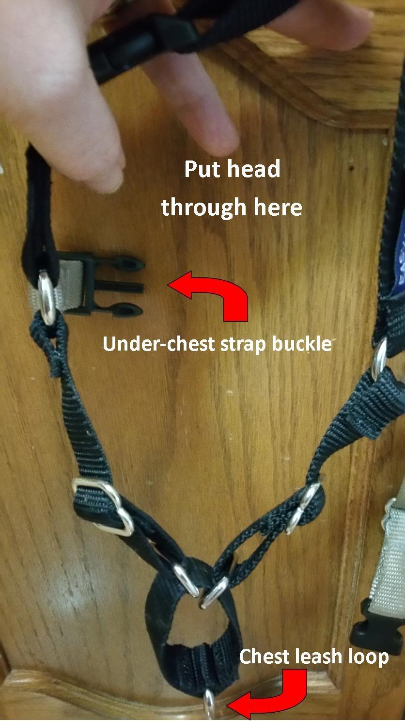 PetSafe Easy Walk No-Pull Dog Harness - Ultimate Harness to Help Stop Pulling - Pull-Free Walks - Take Control & Teach Better Leash Manners - Patented Martingale Loop Design - Black, Medium customer photo 1
