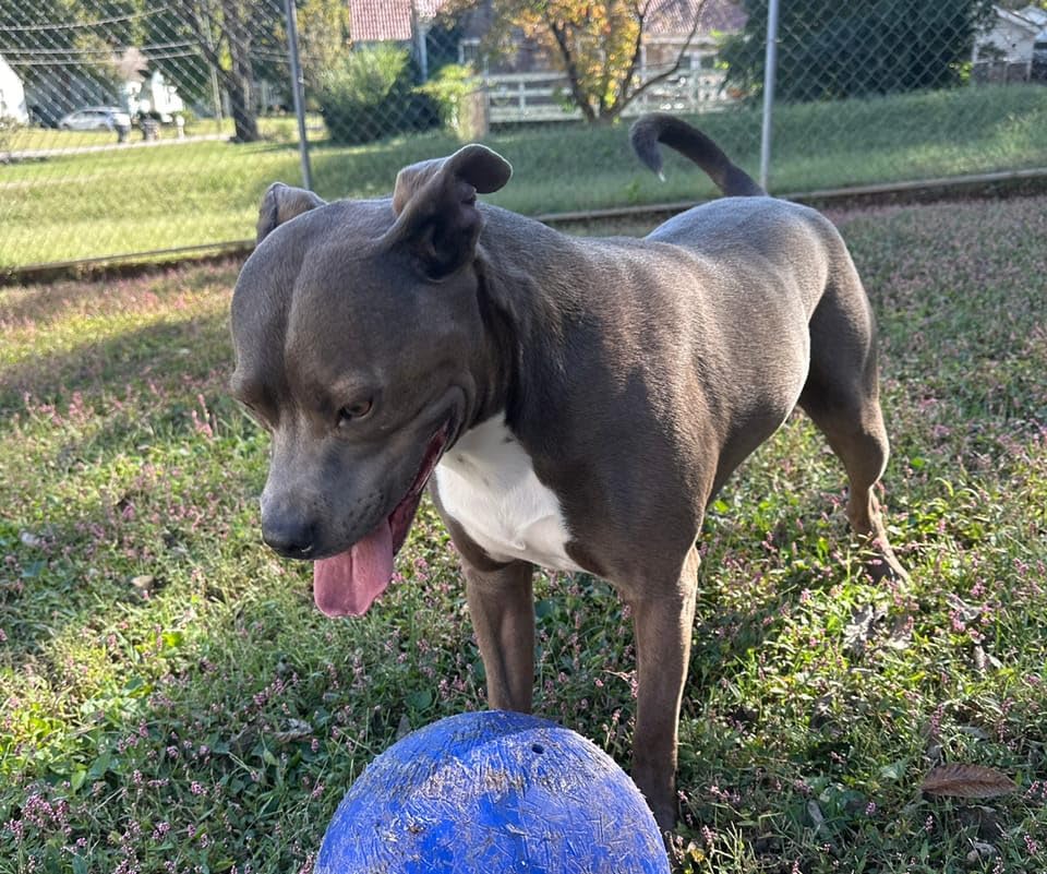 Jolly Pets Push-n-Play Ball Dog Toy, 14 Inches/Extra-Large, Purple, All Breed Sizes customer photo 2