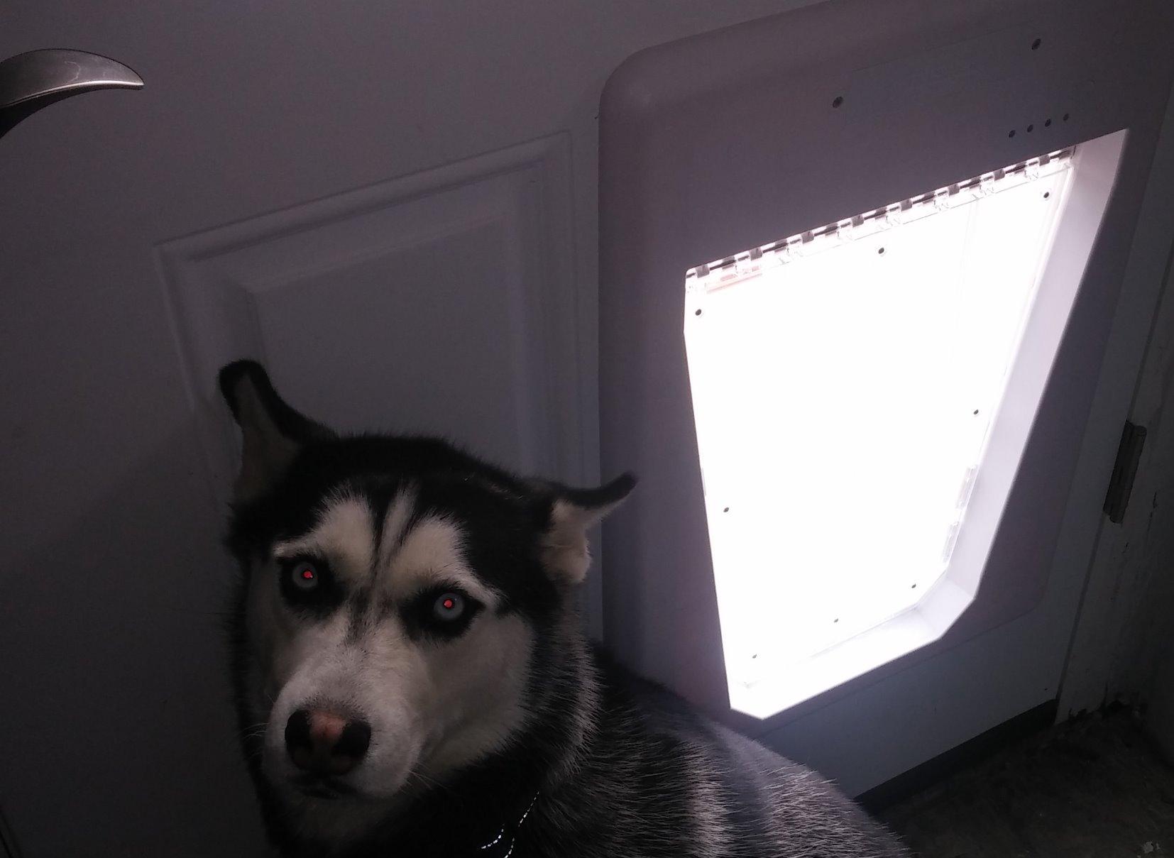 PetSafe Electronic Pet Door - Rust-Proof Programmable Smart Collar-Activated Dog or Cat Entry - Large customer photo 1