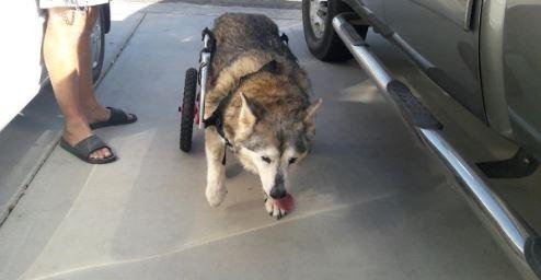 Best Friend Mobility Large Back Leg Dog Wheelchair | 2.0 Design | 2026 Updated Model customer photo 2