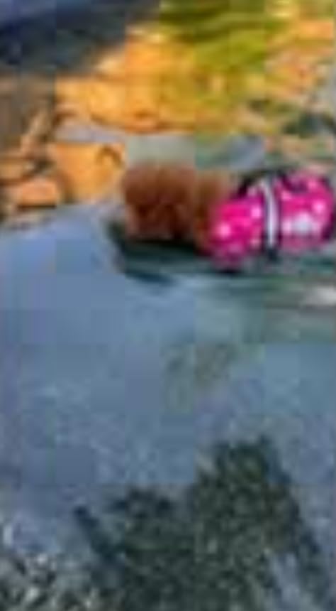 Paws Aboard Dog Life Jacket - Swimming Vest for Dogs, Adjustable, Reflective, Comfortable, Multiple Colors, Patterns, XX-Small to Extra Large Dog Swim Vest with Handle (Red, X-Large) customer photo 2