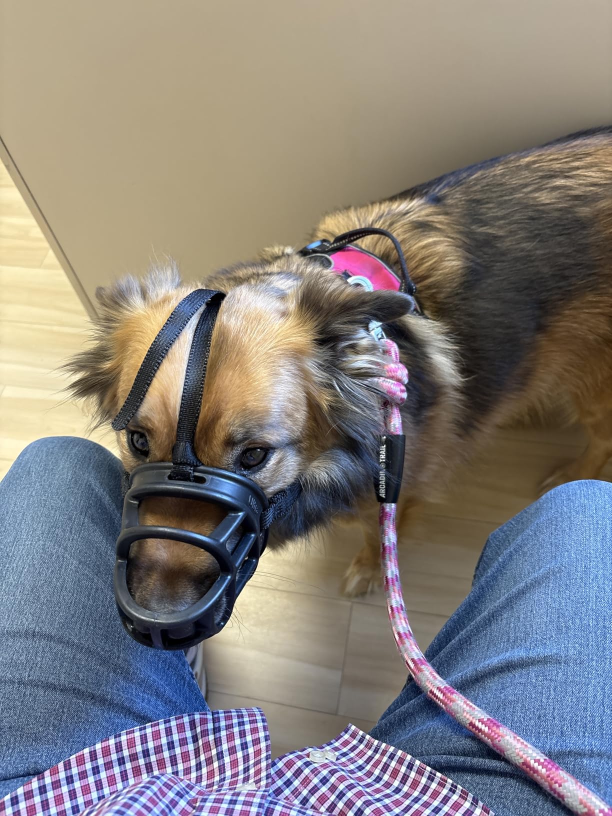 Baskerville ULTRA Muzzle - Patented Humane Design, Breathable, Dog can Pant and Drink, Adjustable, Padded, Dog Training Muzzle for Large Dogs, Prevents Biting, Wildlife Scavenging (Size 5, Black) customer photo 1