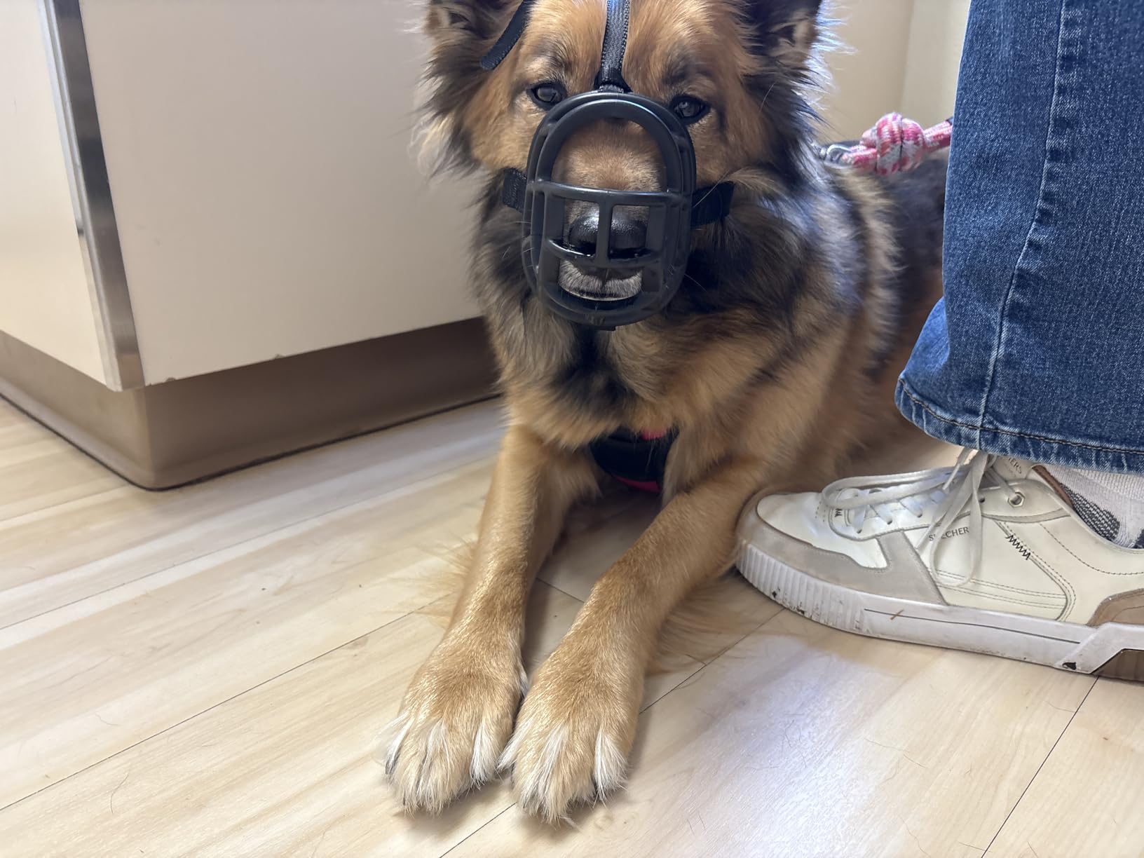 Baskerville ULTRA Muzzle - Patented Humane Design, Breathable, Dog can Pant and Drink, Adjustable, Padded, Dog Training Muzzle for Large Dogs, Prevents Biting, Wildlife Scavenging (Size 5, Black) customer photo 2