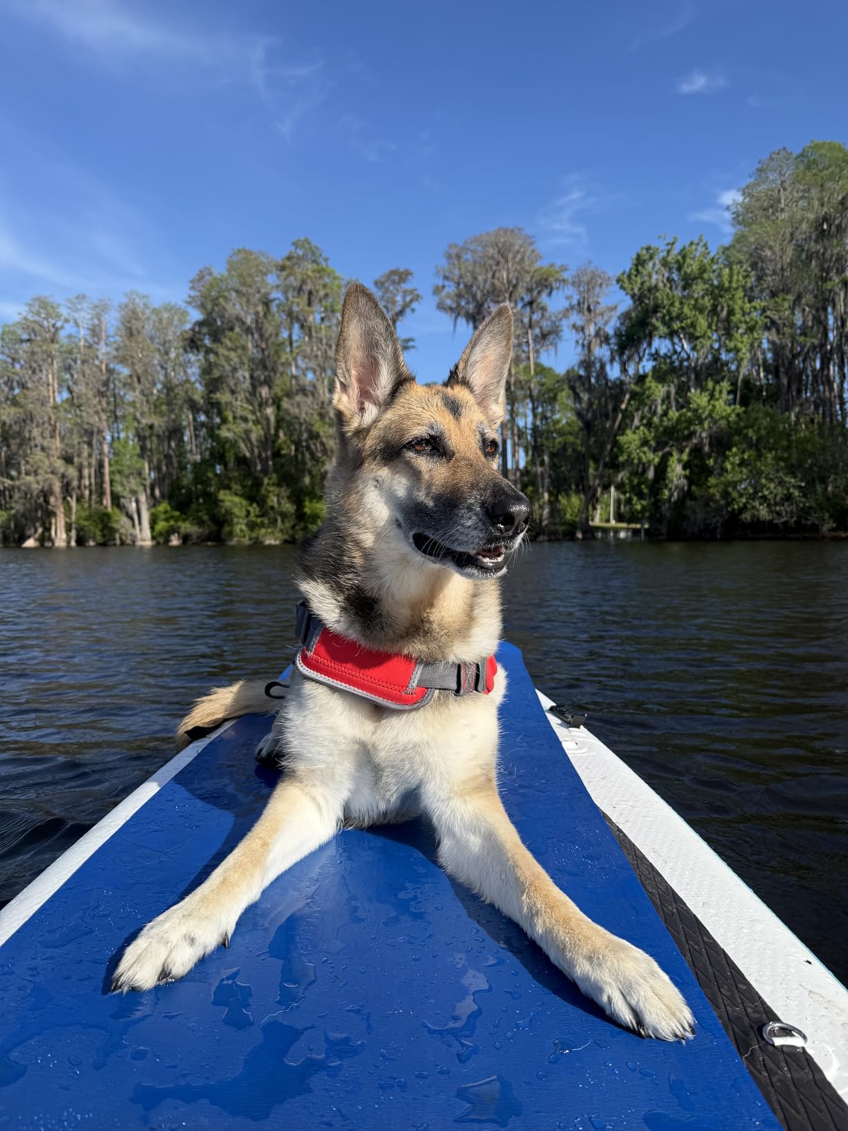Outward Hound Granby Splash Orange Dog Life Jacket, XL customer photo 1