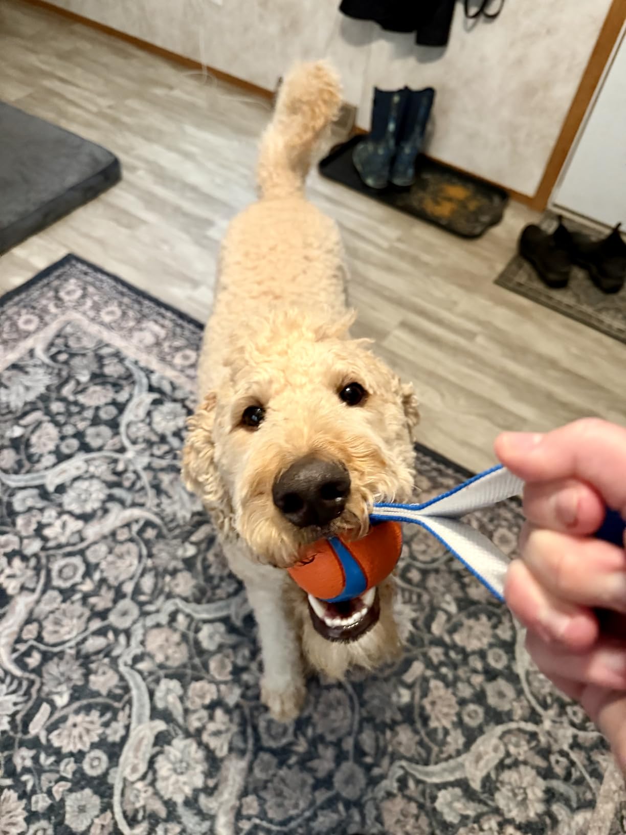 Chuckit! Ultra Tug Dog Toy, Medium Fetch and Dog Ball Tug Toy for Dogs 20-60 Pounds customer photo 1