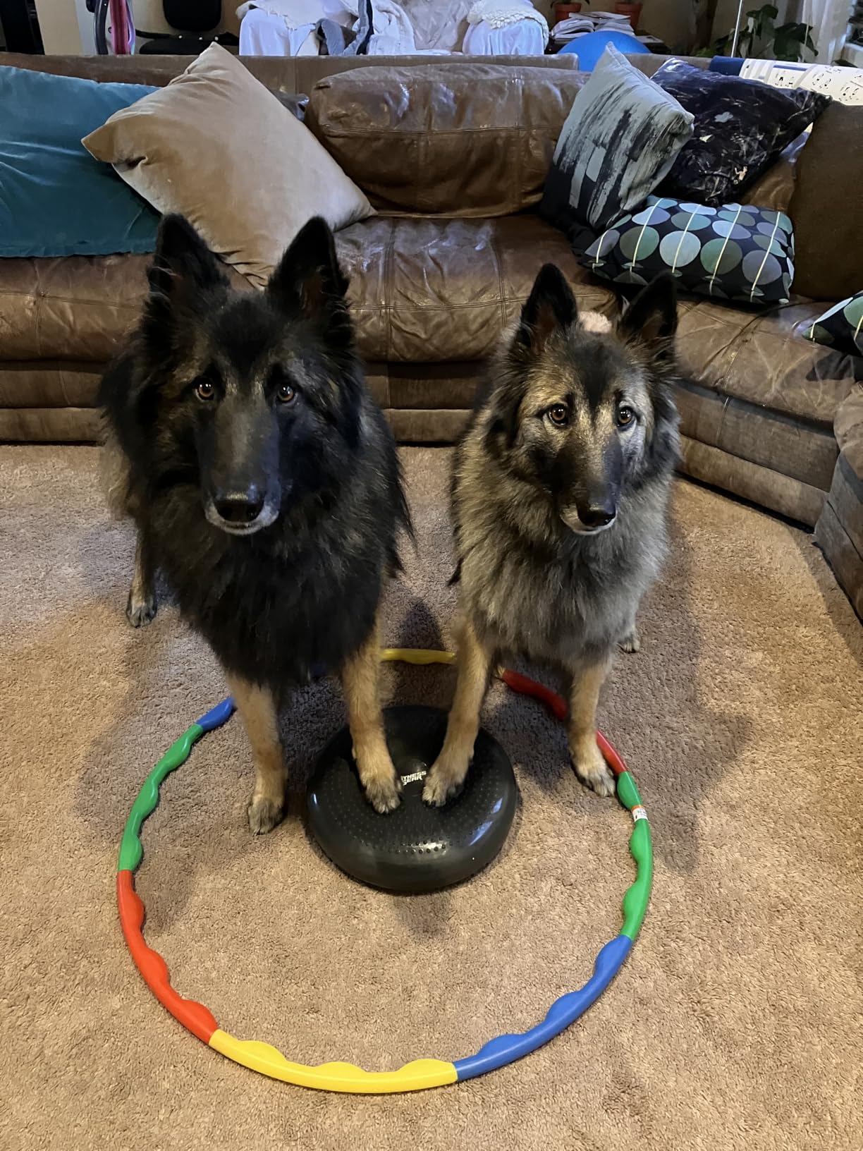 Chuckit! Ultra Tug Dog Toy, Medium Fetch and Dog Ball Tug Toy for Dogs 20-60 Pounds customer photo 2