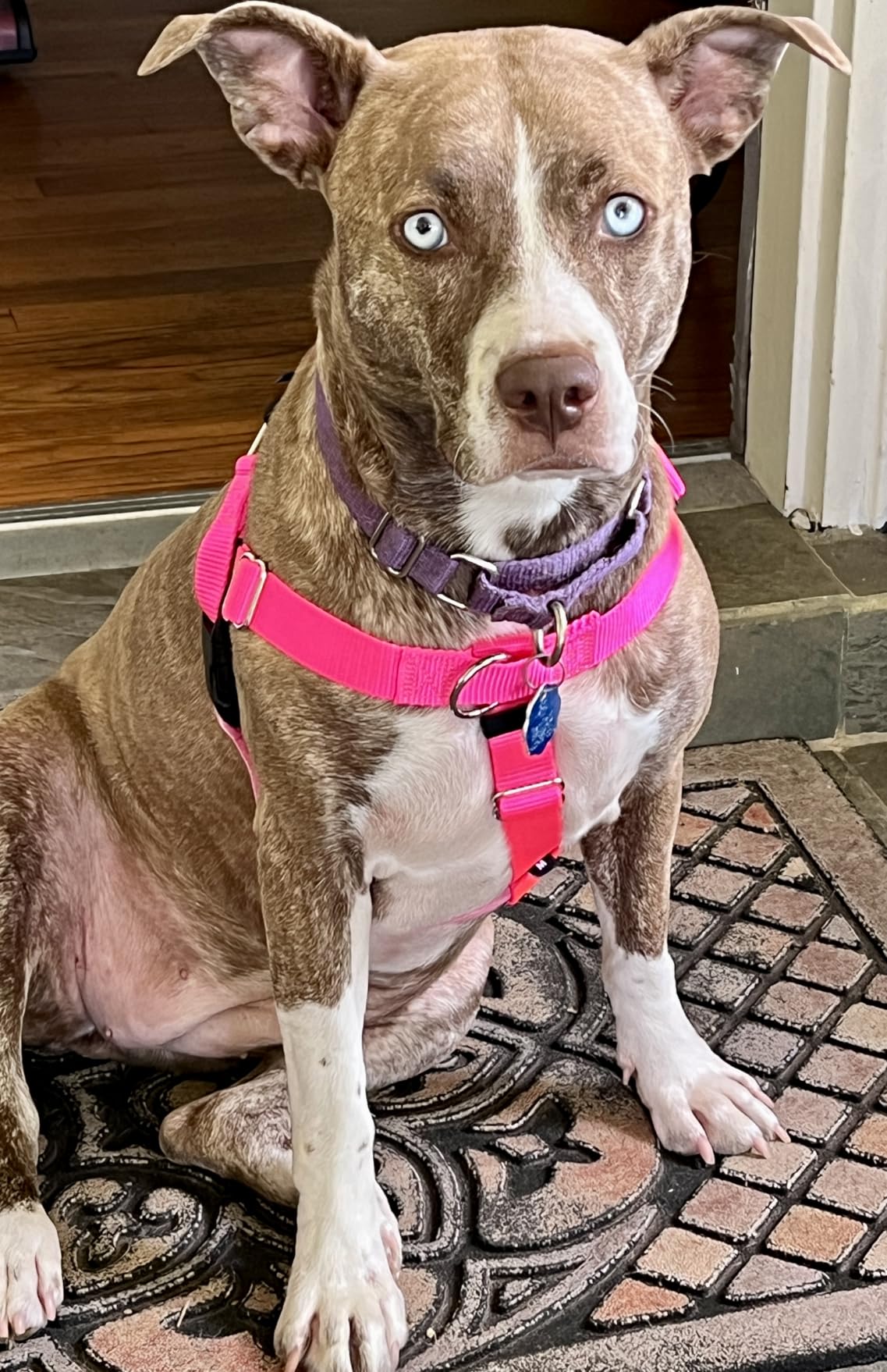 2 Hounds Design Freedom No Pull Dog Harness, Adjustable Harness, Easy Walking & Comfortable Control, Fits Small, Medium & Large Dogs, Solid Colors, Made in USA customer photo 2