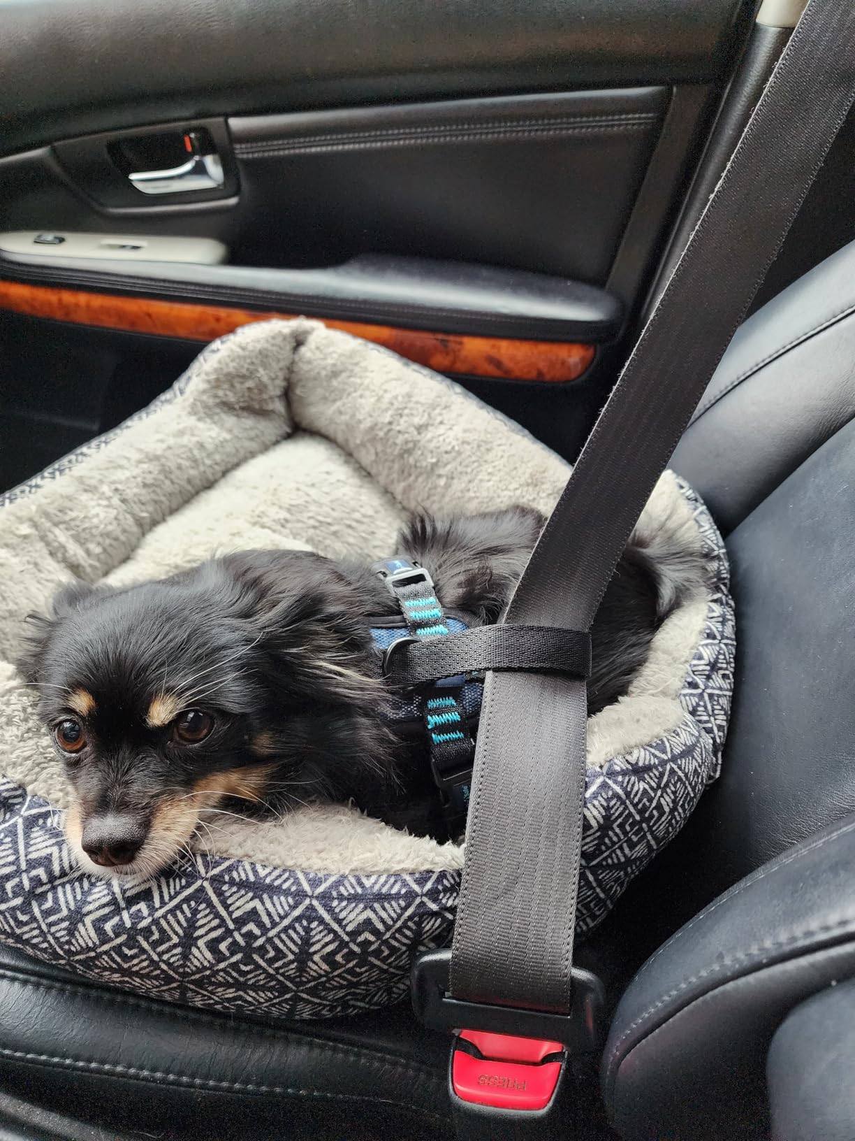 CarSafe Crash Tested Dog Safety Harness - Crash Tested to 32Kg/70lbs, Safely Secure Dog in The Car, Comfortable and Padded Design. for Toy, Small, Medium and Large Dogs (Size Medium) customer photo 1