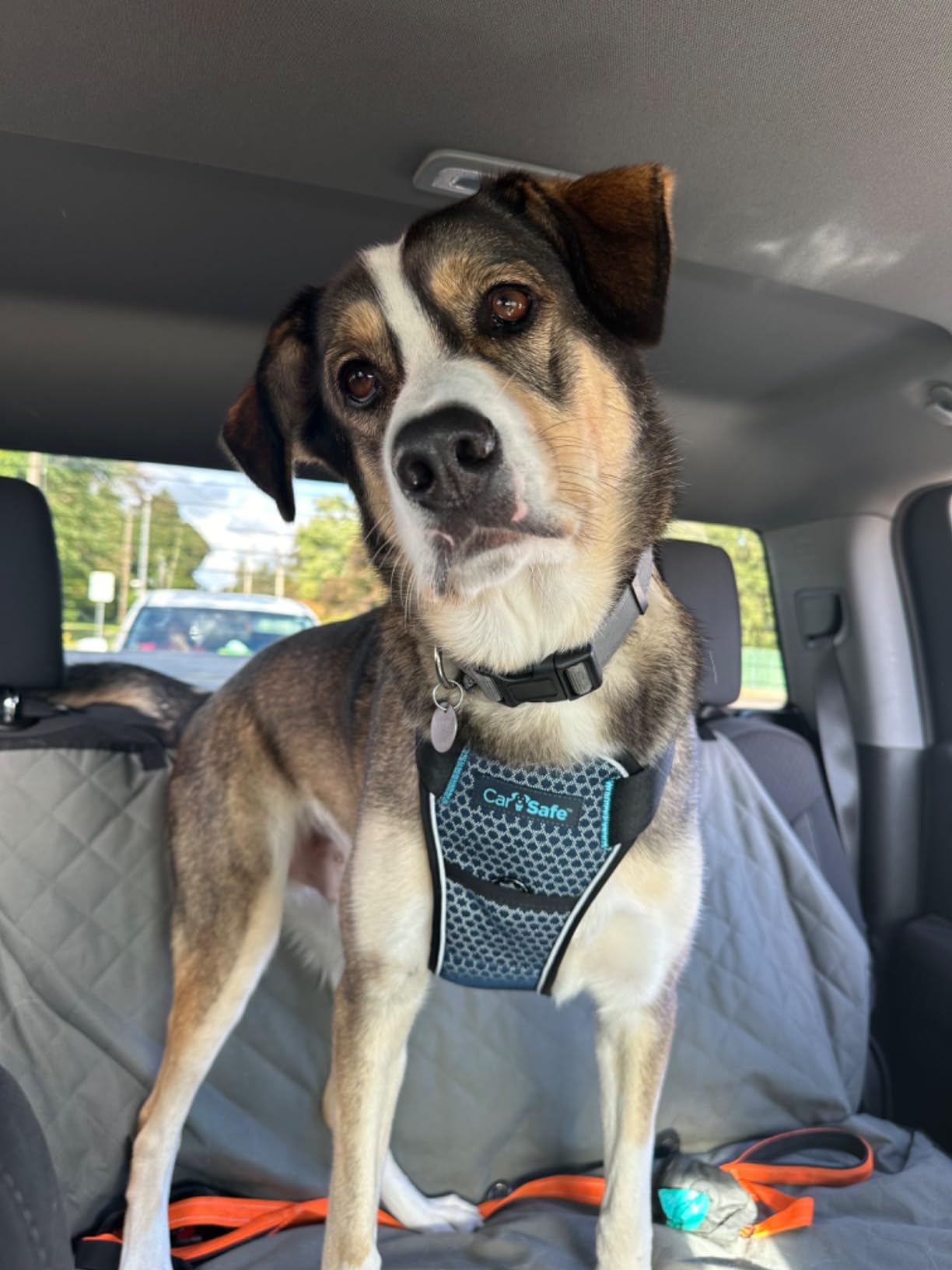 CarSafe Crash Tested Dog Safety Harness - Crash Tested to 32Kg/70lbs, Safely Secure Dog in The Car, Comfortable and Padded Design. for Toy, Small, Medium and Large Dogs (Size Medium) customer photo 2
