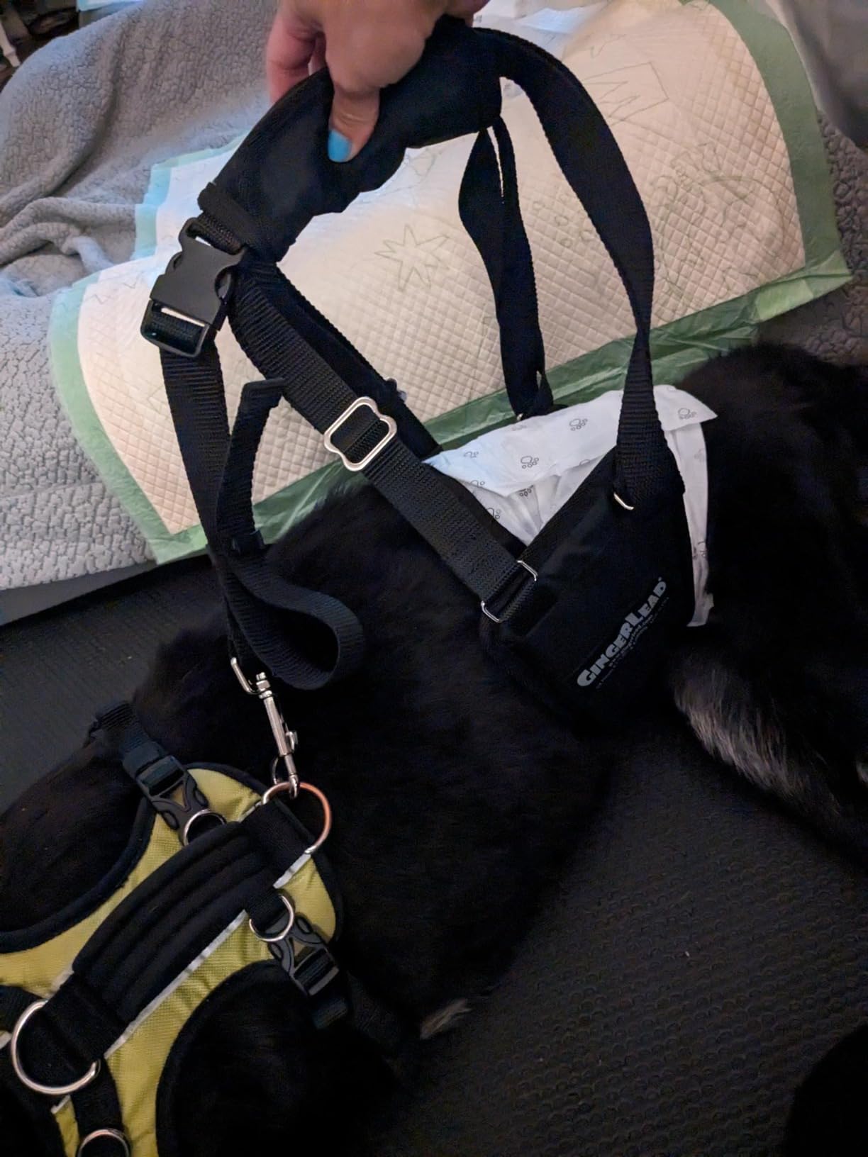 Dog Sling Hind Leg Support, M/LG Unisex with Cutout, Made in USA | Help Pets Walk, K9s Recover from Surgery, Fits Male & Female, Integrated Leash, Machine Wash/Dry, Chest Harness NOT Included customer photo 1