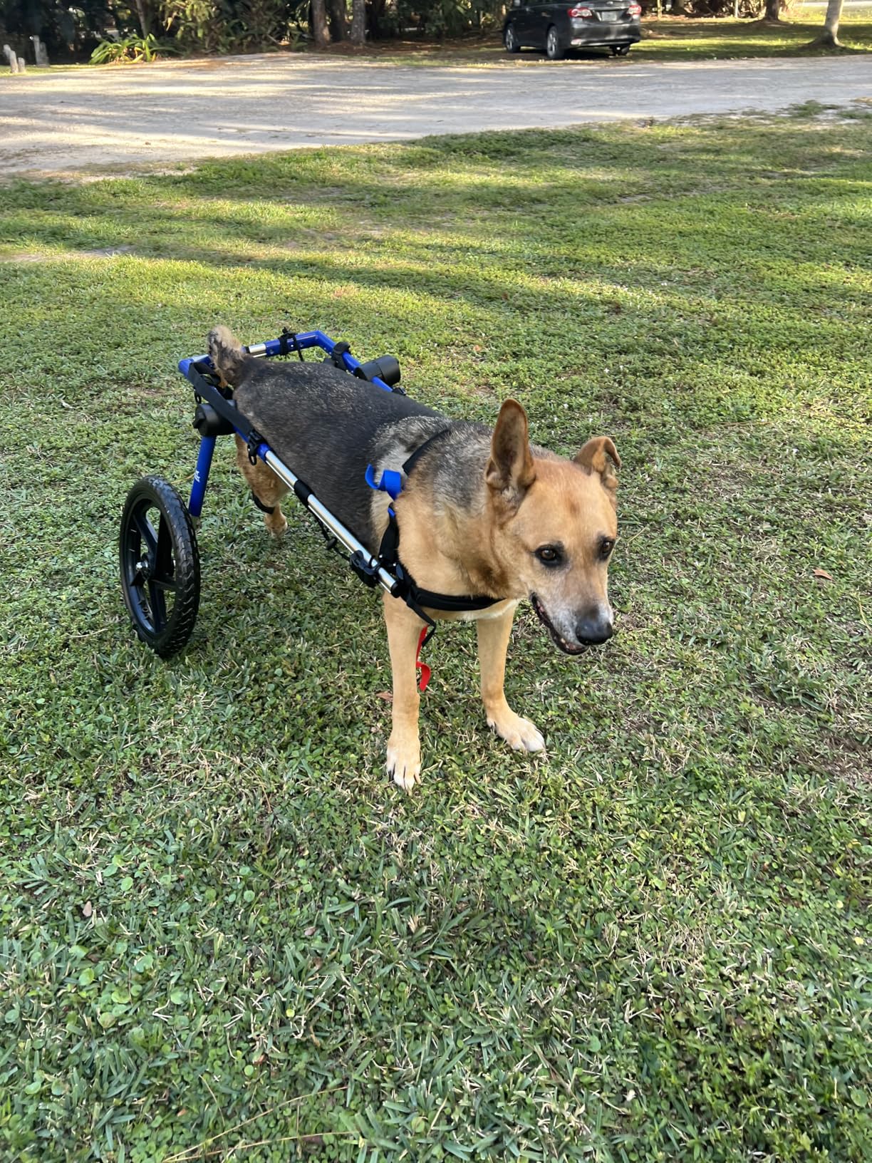 Walkin' Wheels Large Dog Wheelchair, Lightweight Dog Wheelchair for Back Legs, 70-180 lbs, for 17-19 inches Leg Height - Pink customer photo 1